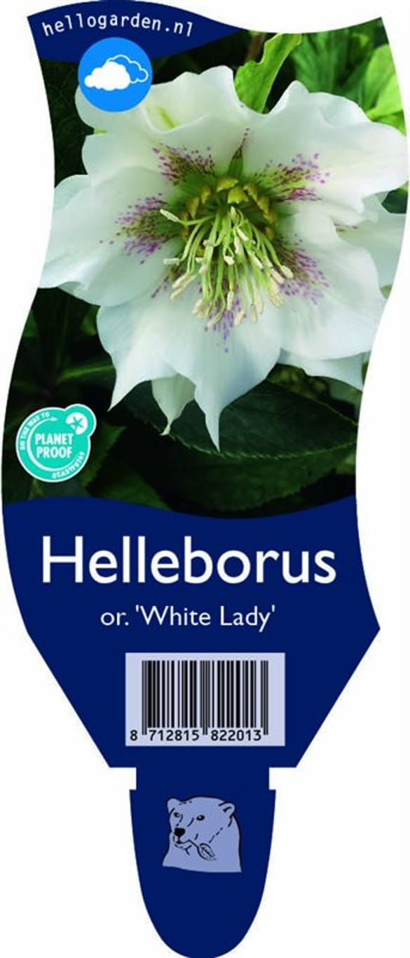 Helleborus o. 'White Lady' - P11